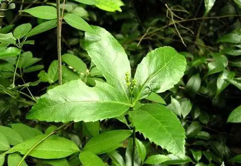 九节茶的功效与作用？九节茶哪些人不能吃