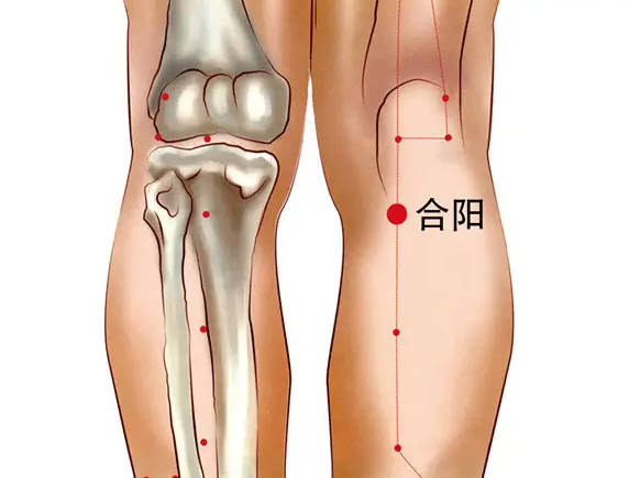 合阳穴的位置和作用及穴位疗法