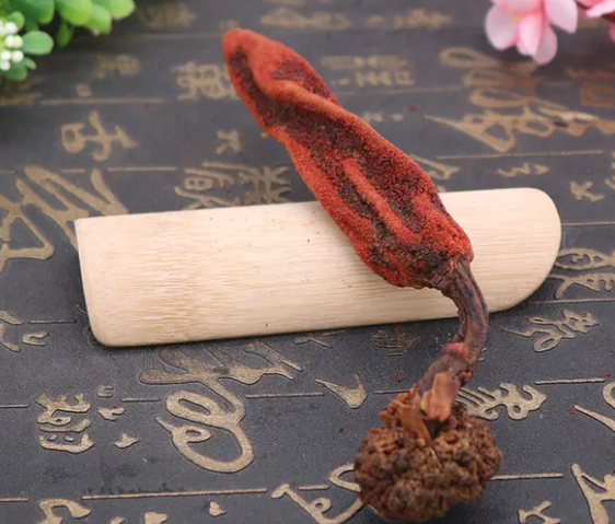 回春草的功效与作用 回春草能提高性功能吗
