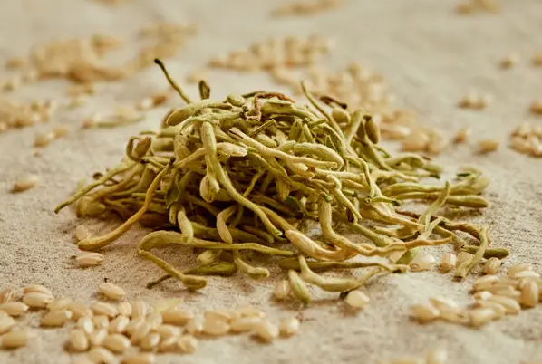 金银花可以和蜂蜜一起泡着喝吗 金银花加蜂蜜泡水喝的功效和作用