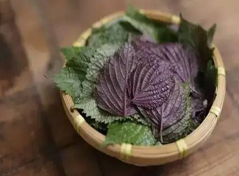 紫苏叶的功效与作用 紫苏叶可以包烤肉吃吗
