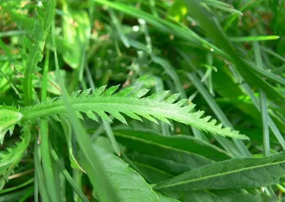 锯齿草的功效与作用 锯齿草能治疗乳腺增生吗