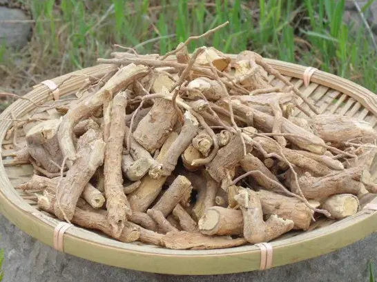 枸杞根怎么泡酒 枸杞根泡酒喝的禁忌