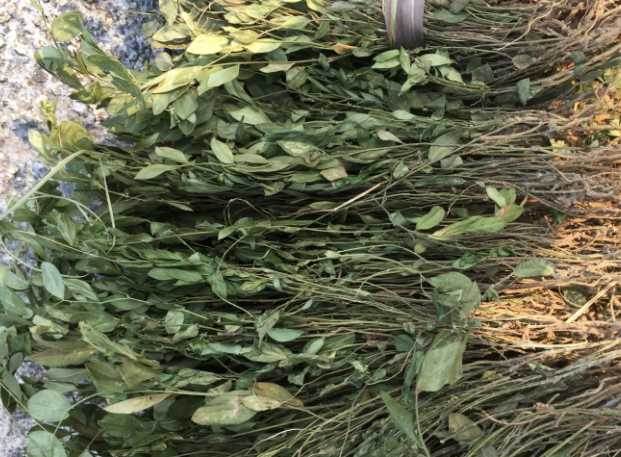 金钥匙草药功效与作用 金钥匙的适宜人群