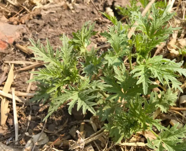 野生的哈拉海，味道鲜美还降血压