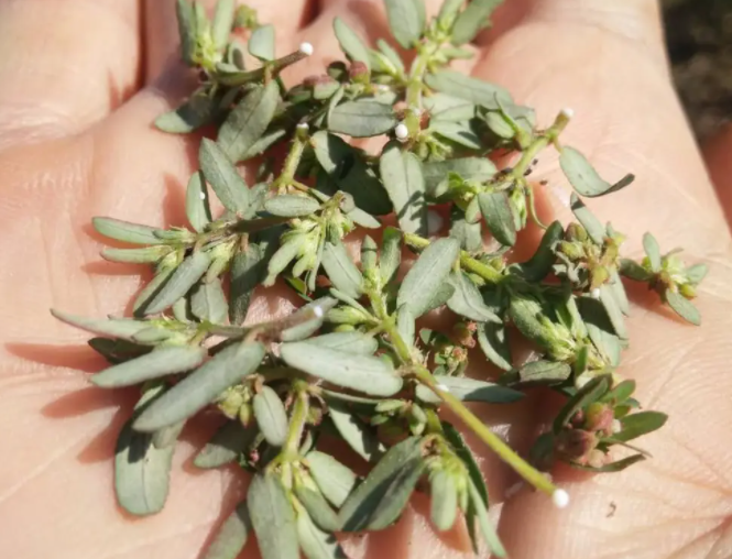 奶浆草的功效和作用 奶浆草泡水喝好处是什么
