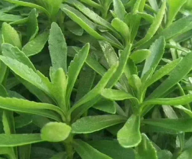 吃高钙菜的好处 高钙菜的2种吃法