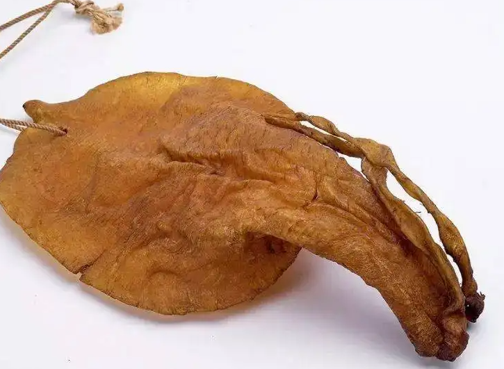 金钱鳘鱼胶的功效和作用 金钱鳘鱼胶的吃法