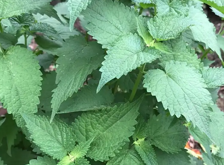 藿香叶的功效与作用 藿香叶的食用方法