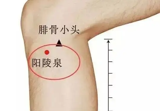 阳陵泉的功效与作用 艾灸阳陵泉的功效?