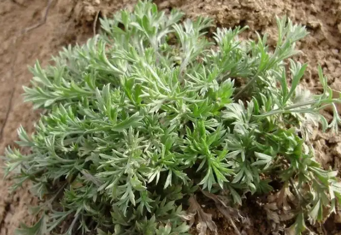 茵陈的功效与作用 茵陈的吃法