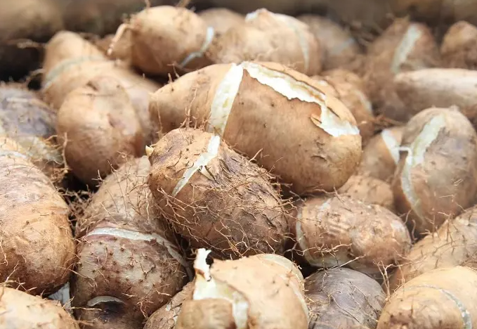 毛薯的功效与作用 毛薯的副作用
