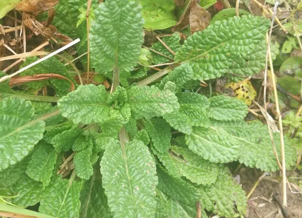 青蛙草的功效与作用 青蛙草的药用价值