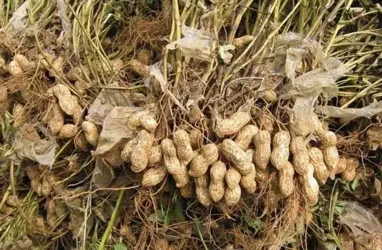 花生秧的功效与作用 花生秧的药用价值