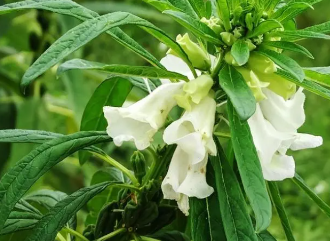 芝麻花的功效与作用 芝麻花有哪些用途