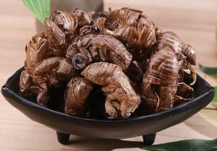 金蝉壳的功效与作用 金蝉壳熬水能治什么病