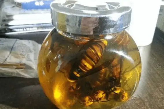 大黄蜂泡酒的功效与作用 大黄蜂泡酒能治痛风吗