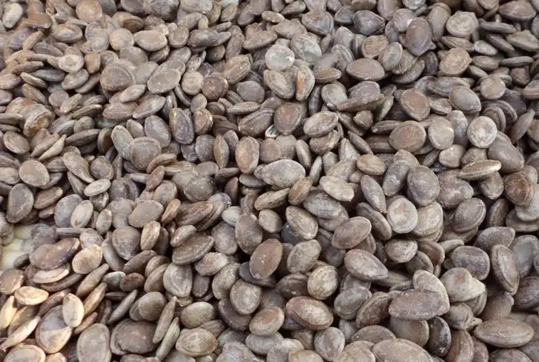 瓜蒌仁的功效与作用 瓜蒌仁用量