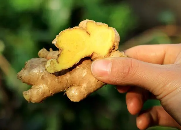 黄姜功效与作用 黄姜能治疗什么疾病