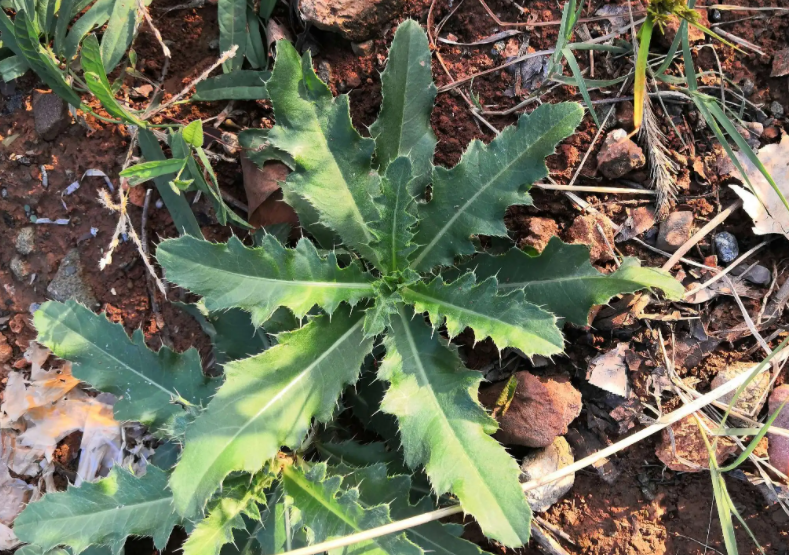 刺角芽的功效与作用是什么？刺角芽怎么治流鼻血