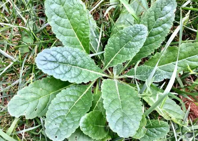 猪耳朵草的功效与作用有哪些