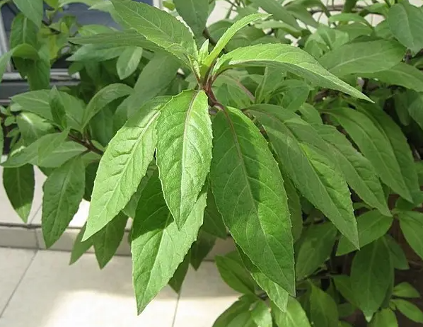 金鸡毛草的功效与作用及副作用