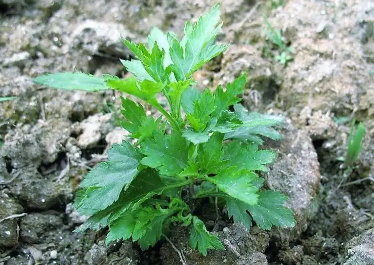 菊花脑是什么 菊花脑的药用价值
