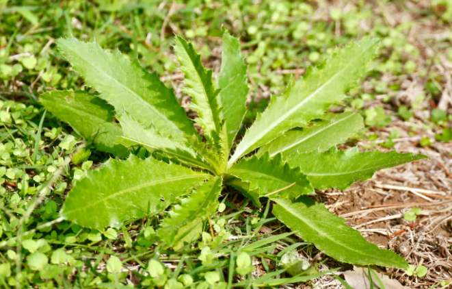 苦菜的功效与作用有哪些？苦菜能降血糖吗