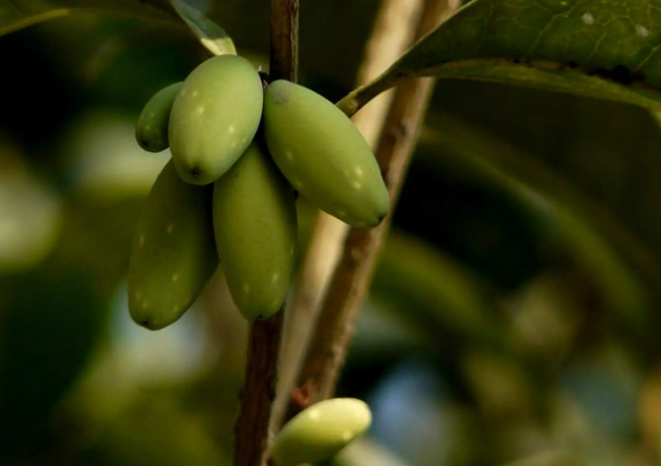 桂子是什么 桂子的营养价值