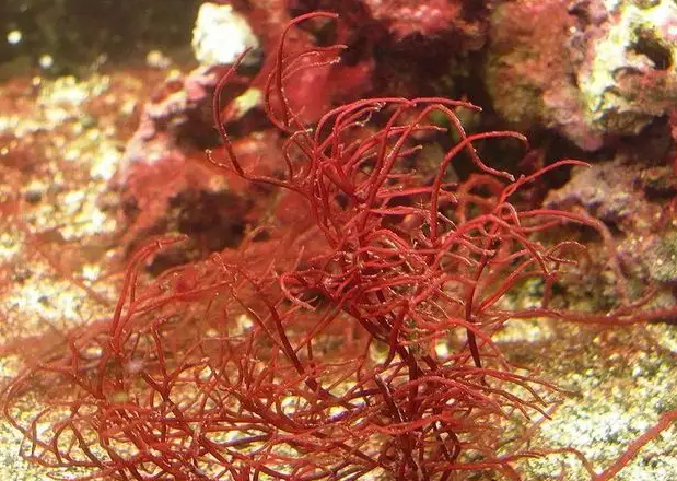 红藻的功效与作用 红藻的注意事项