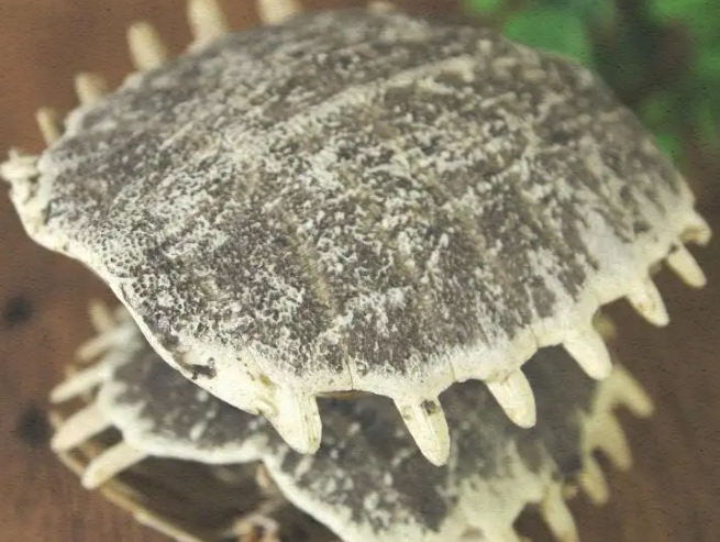 甲鱼盖的作用 甲鱼盖泡酒壮阳不
