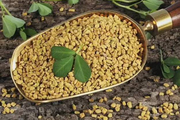 香豆子的功效与作用 香豆子的营养价值