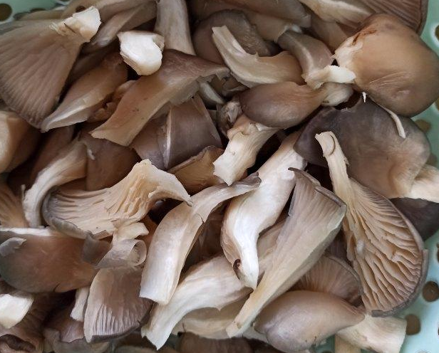 平菇的功效与作用 平菇的食用方法