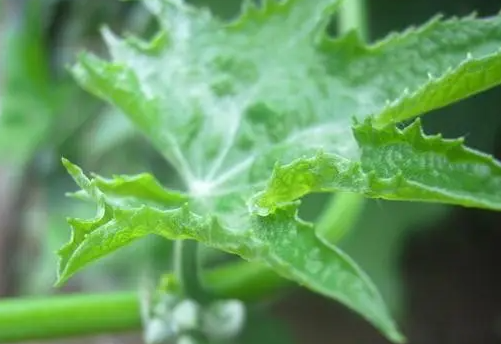 丝瓜叶的功效与作用 丝瓜叶的食用方法
