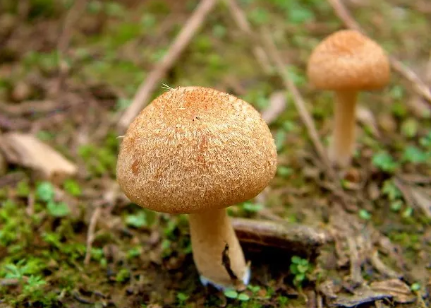 蘑菇的功效与作用 蘑菇的食用方法