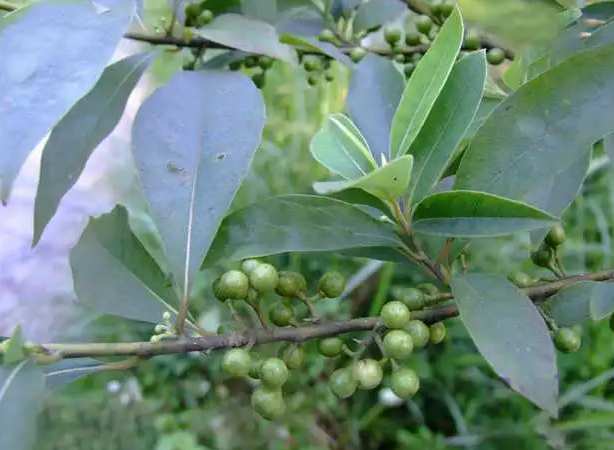 山苍子的功效与作用 山苍子的食用方法