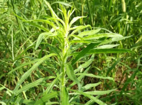 小蓬草的功效与作用 小蓬草有毒吗