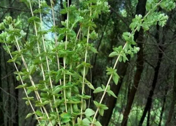 香龙草泡水喝的功效和作用 香龙草多少钱一斤?
