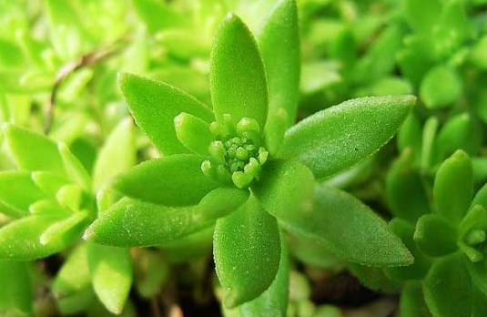 垂盆草的功效与作用是什么 垂盆草能治肝病吗