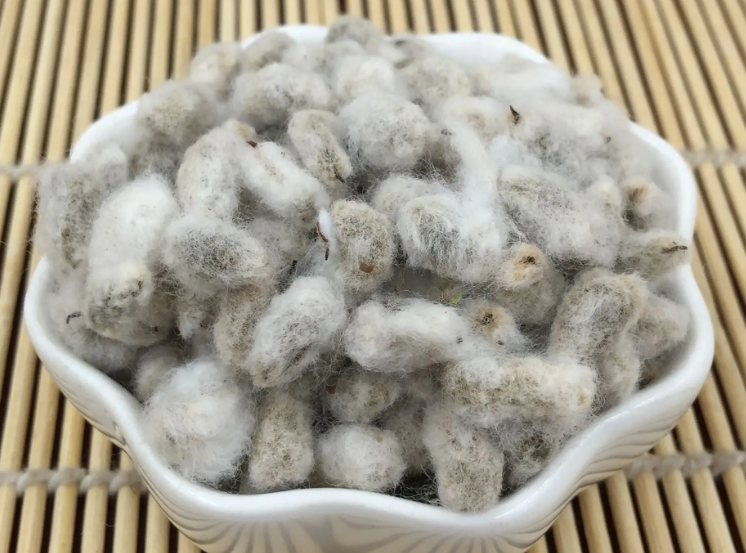 棉花子的功效与作用 棉花子的主治功能