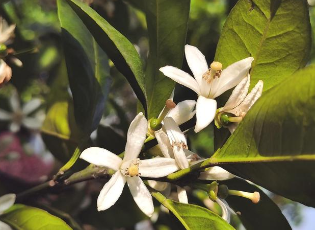 橘子花的功效与作用是什么 橘子花可以泡茶吗