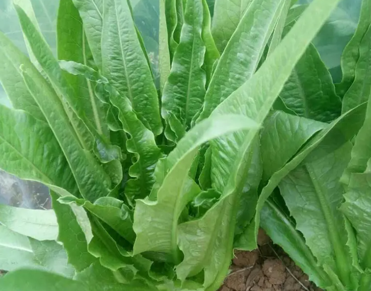 香麦菜的功效与作用 香麦菜的副作用