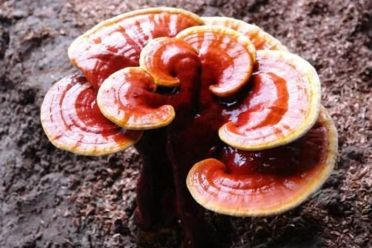 灵芝怎么吃效果最好 灵芝有什么功效