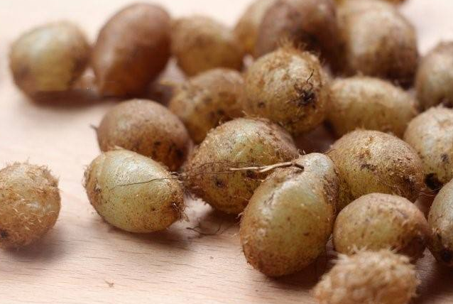 石黄皮的功效与作用 石黄皮的副作用