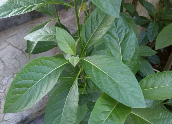 南非叶的功效与作用 南非叶的药用价值