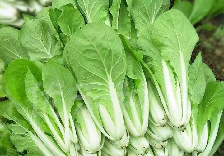 奶油白菜是哪个地方的菜 奶油白菜如何做好吃