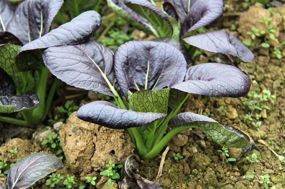 紫油菜和什么相克 紫油菜怎么吃最好