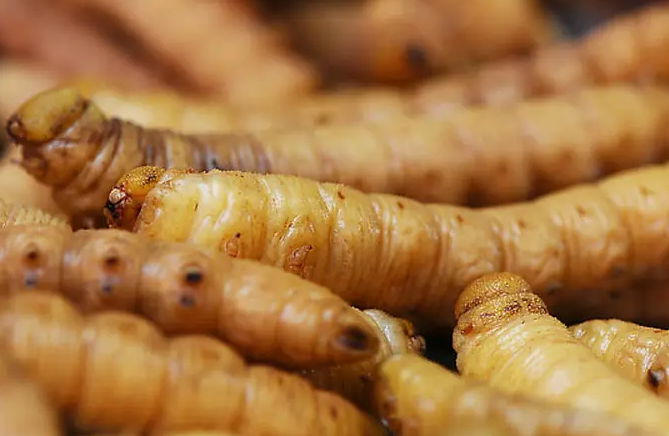 豆虫的营养价值与功效 豆虫的食用方法