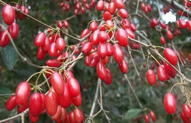 茱萸的功效与作用是什么 茱萸有什么好处