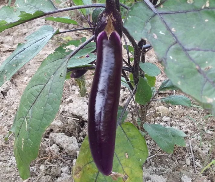 长紫茄子的功效与作用